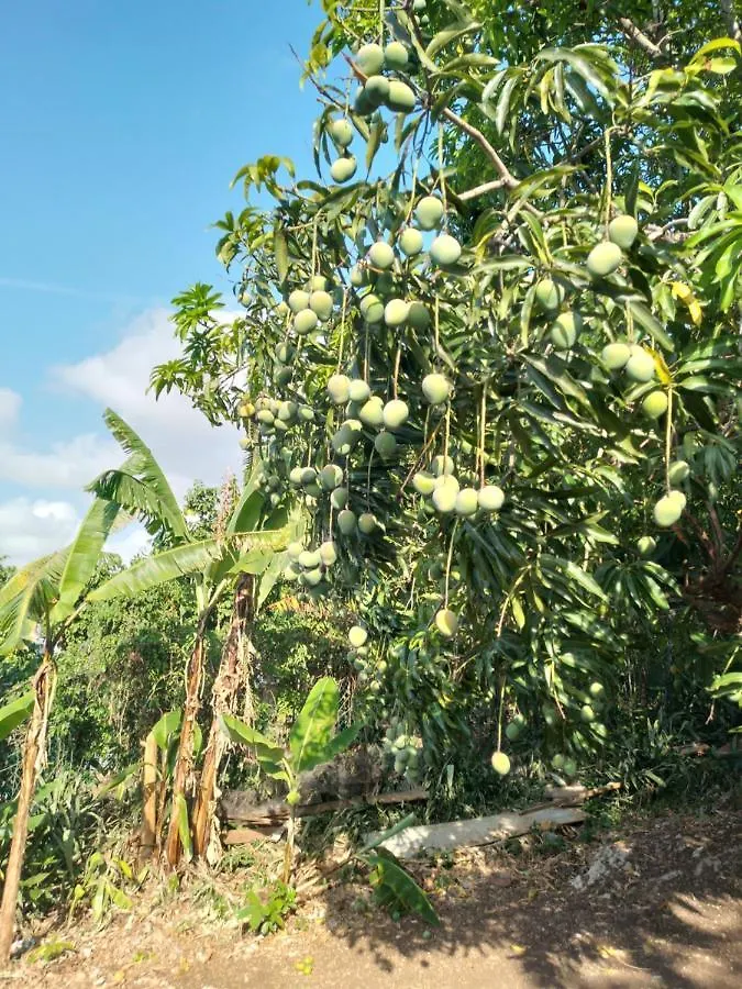Mango Walk Homestay Montego Bay